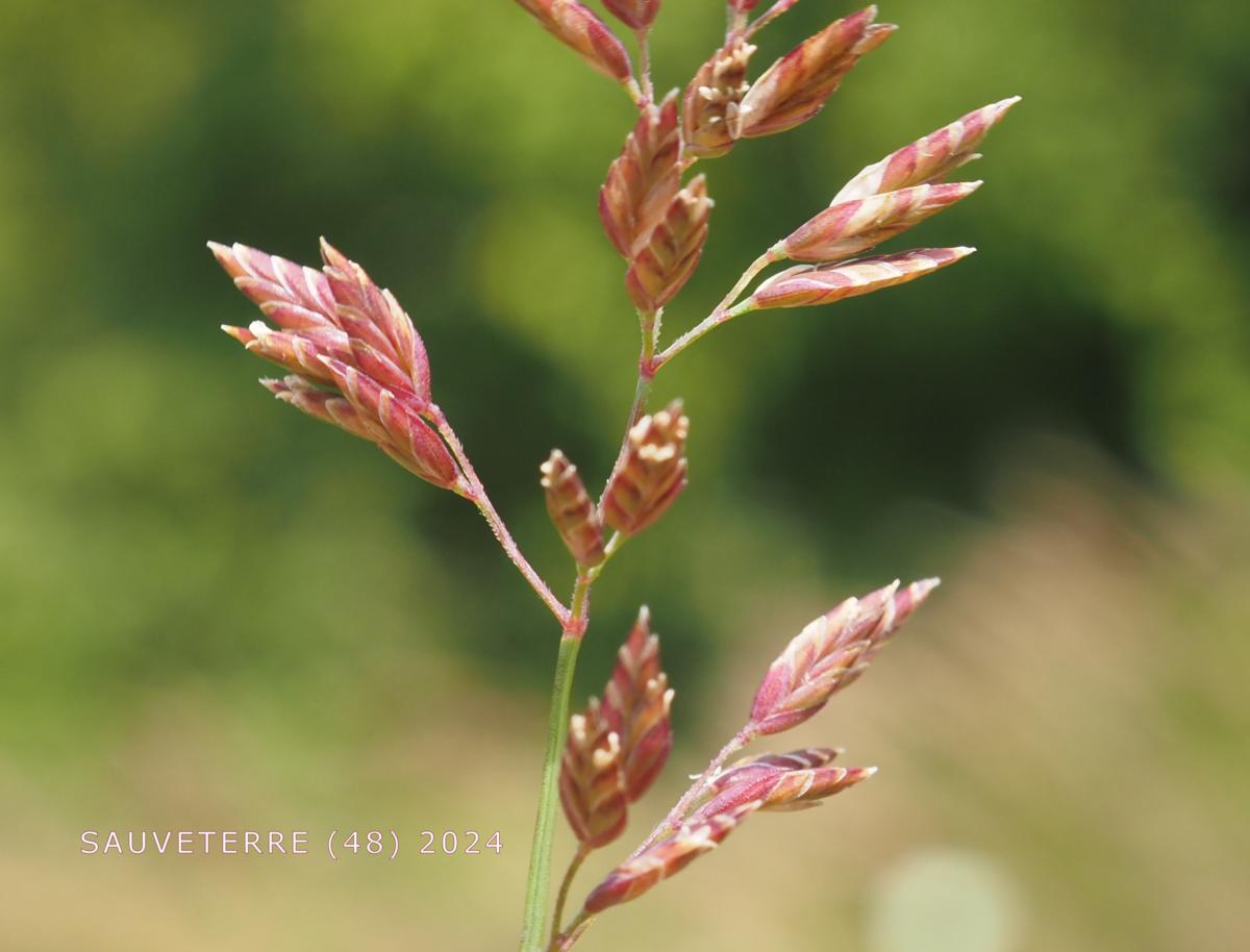 Meadow-grass, Flattened fruit